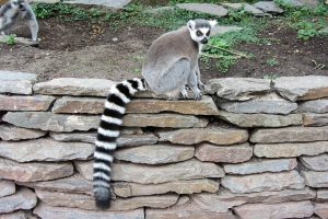 long tail keywords definition